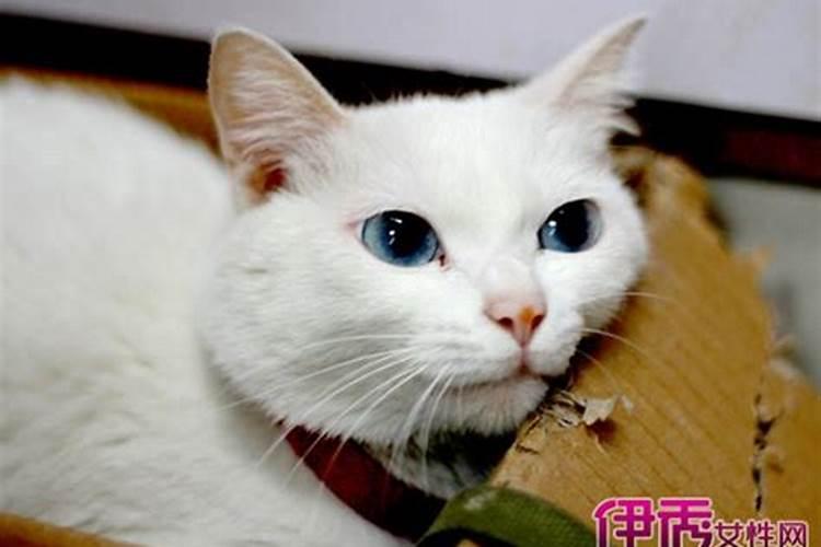 梦见猫亲我脸的预兆