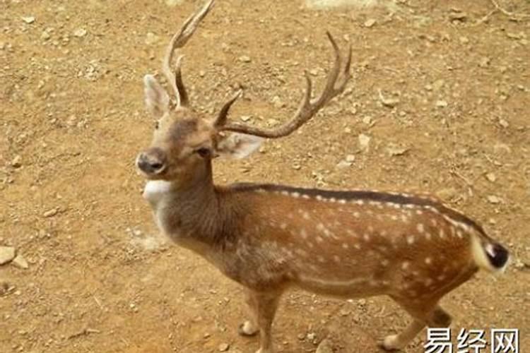如何给视频添加字幕和解说