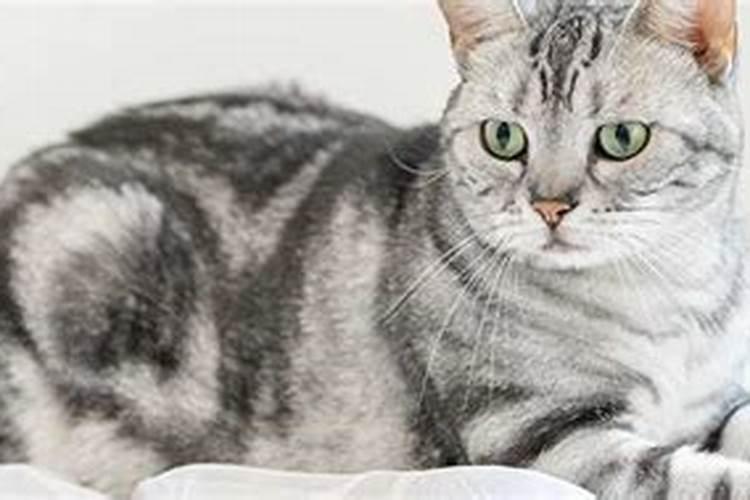 做梦梦到猫和我亲近还说话