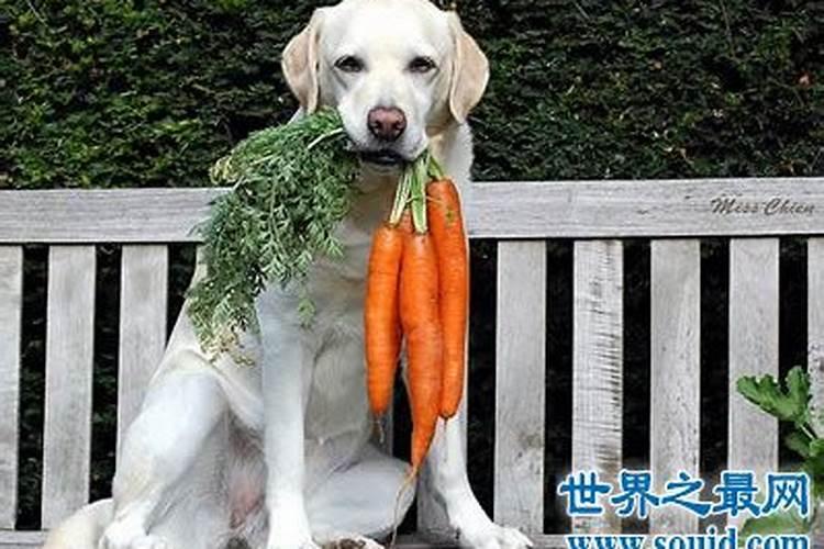 梦见狗是什么意思周公解梦