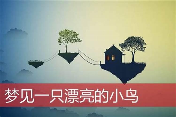 梦到美丽的大鸟是什么意思