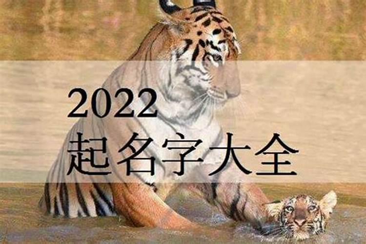 冬至出生的属虎的人非常需要安全感,冬至出生的虎宝宝好吗？