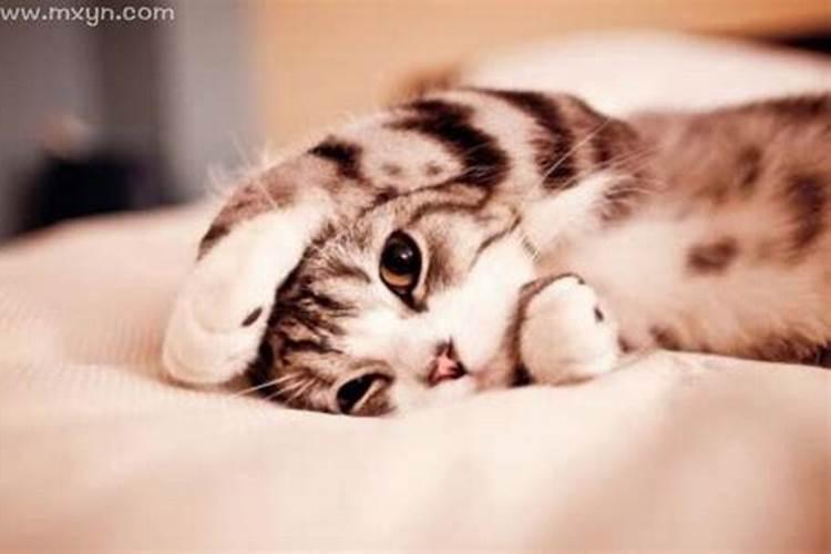 梦见黑猫咬我后背的预兆