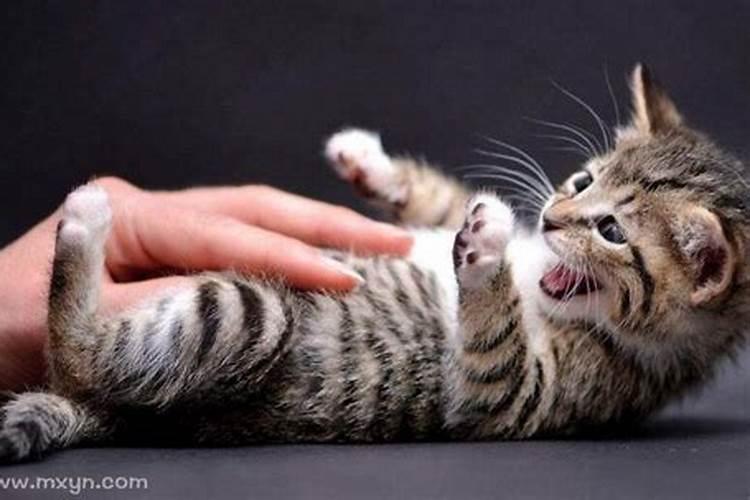 后背被猫咬了,预兆什么啊？