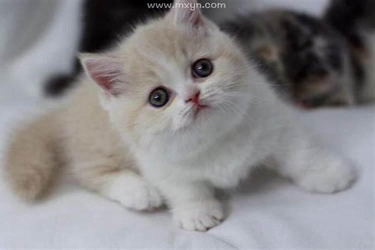 梦见黄猫偷袭后背的预兆