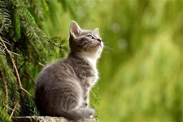 女人梦见猫咬自己啥意思