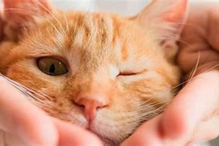 梦见打死猫是什么意思？