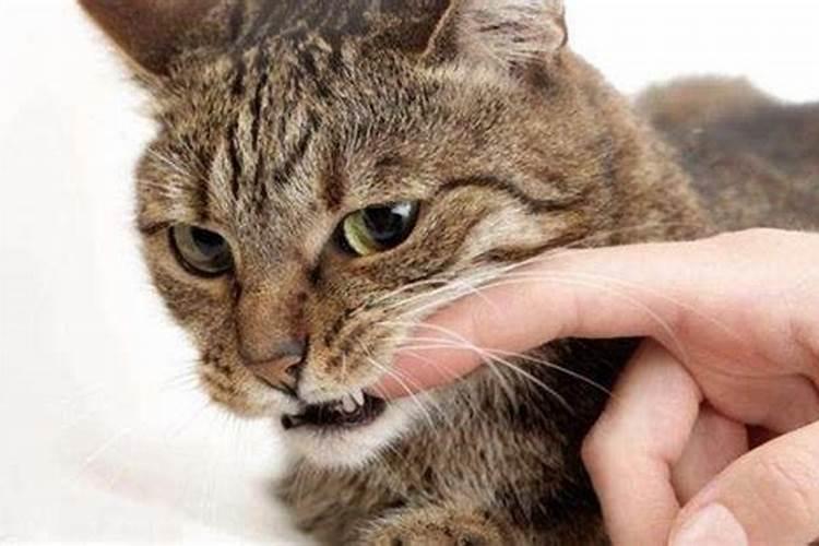 梦见被猫扑咬