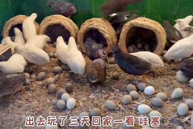 路上捡了只鸡是好事还是坏事？
