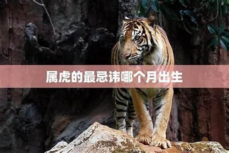 属虎的人一生命运如何,属虎的人11月午时出生好吗