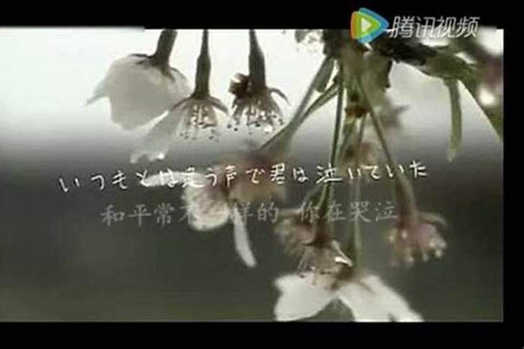 清明樱花祭原版叫什么