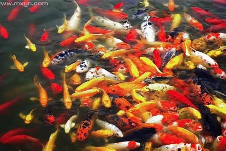 梦见好多鱼在水里游的预兆
