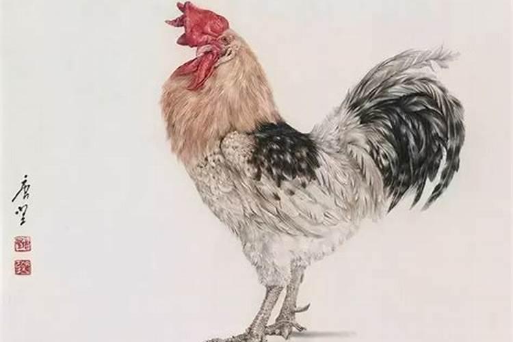 81年农历八月属鸡命运如何 八月出生属鸡人一生荣华富贵？