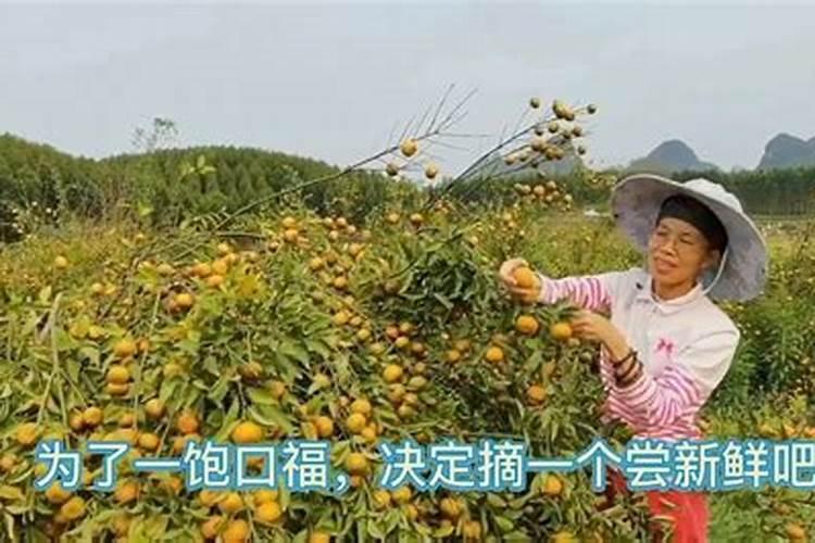 清明节可以回家吗,有什么讲究吗