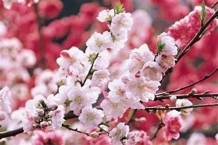 招桃花运的方法大全