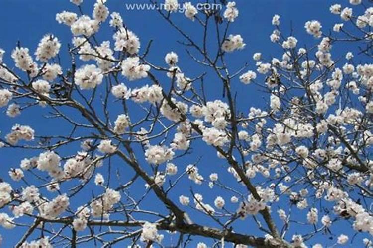 梦见杏花开是什么意思？