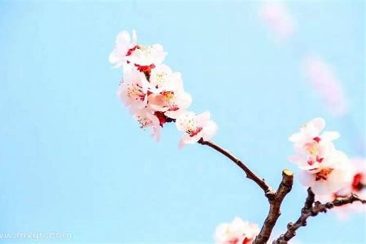 梦见杏花开了是什么意思