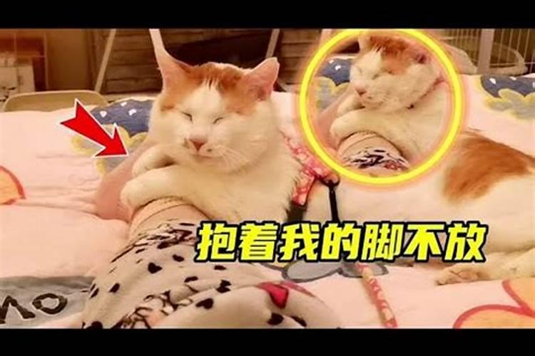 梦见猫抱着脚的预兆