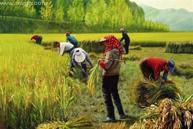 女人梦见割稻谷预示什么？