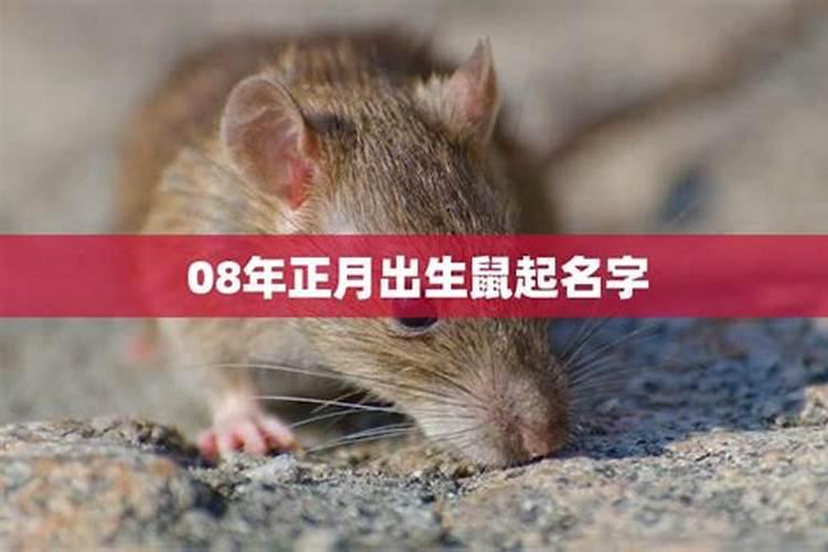 正月初几出生的鼠最好命 运势分析
