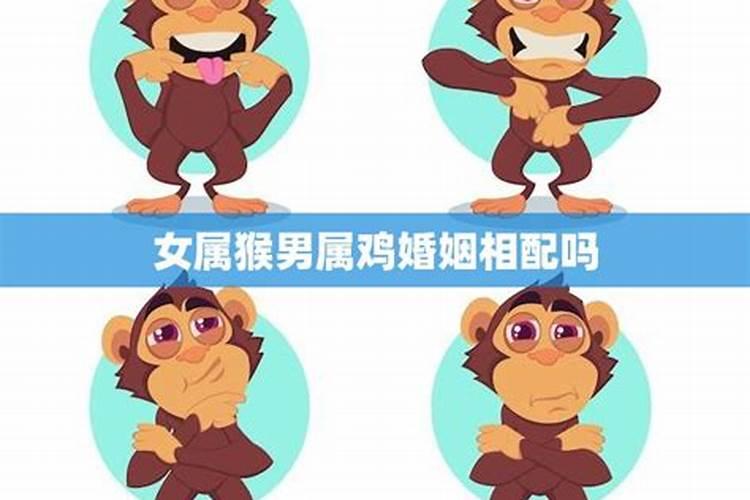 女肖猴和男肖鸡婚姻能长久吗