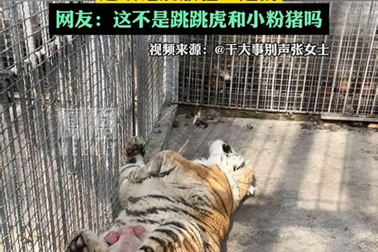 梦见老虎很温顺什么意思