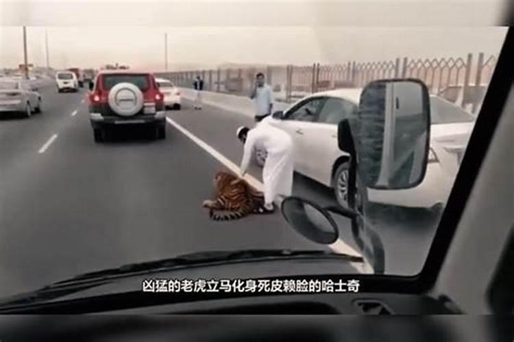 梦见在回家路上遇见三只老虎的预兆