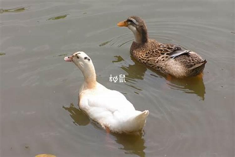 孕妇梦见鸭子生男孩还是女孩