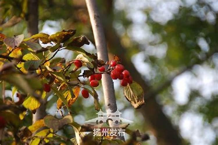 九月九日为什么要插茱萸
