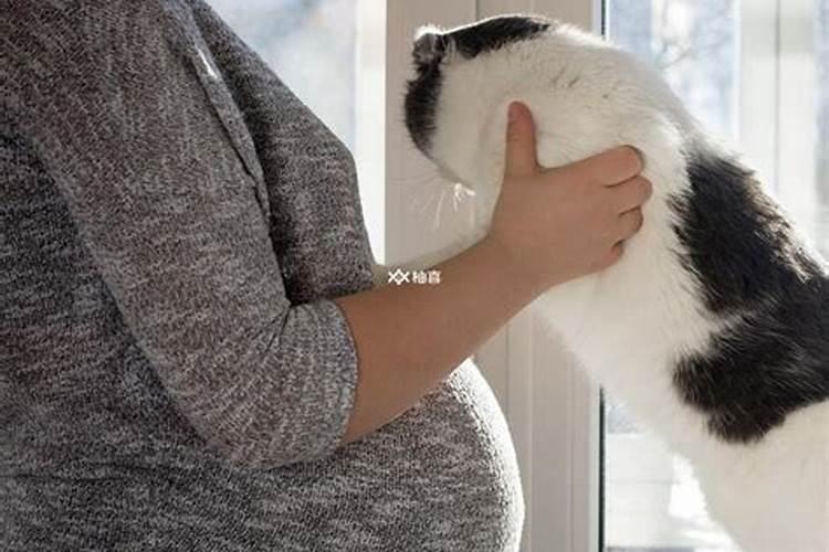 我怀孕了 梦见猫是什么意思  百度宝宝知道
