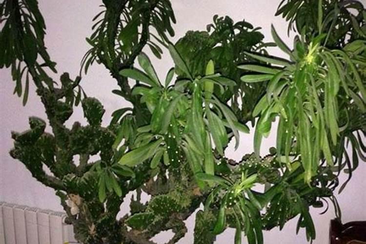 斩桃花用什么植物最好？