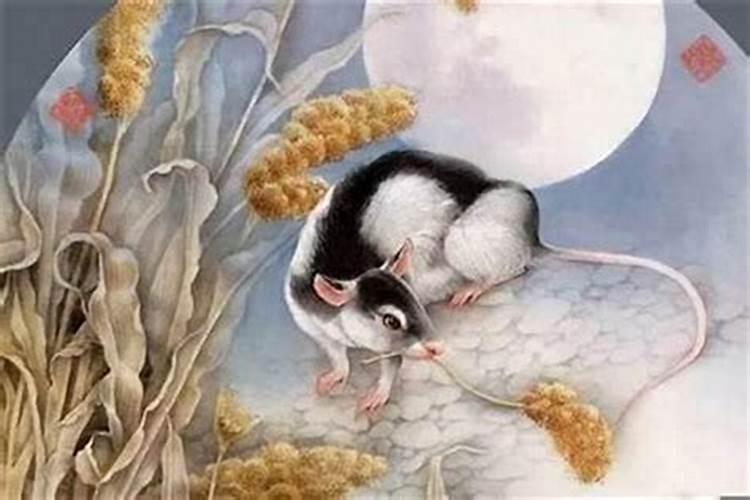 属猪腊月出生命运如何