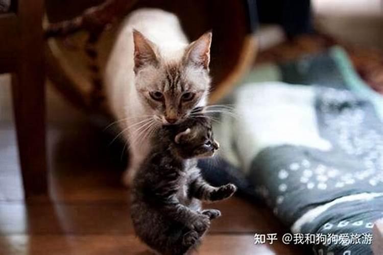 梦见老鼠被猫抓住是什么意思