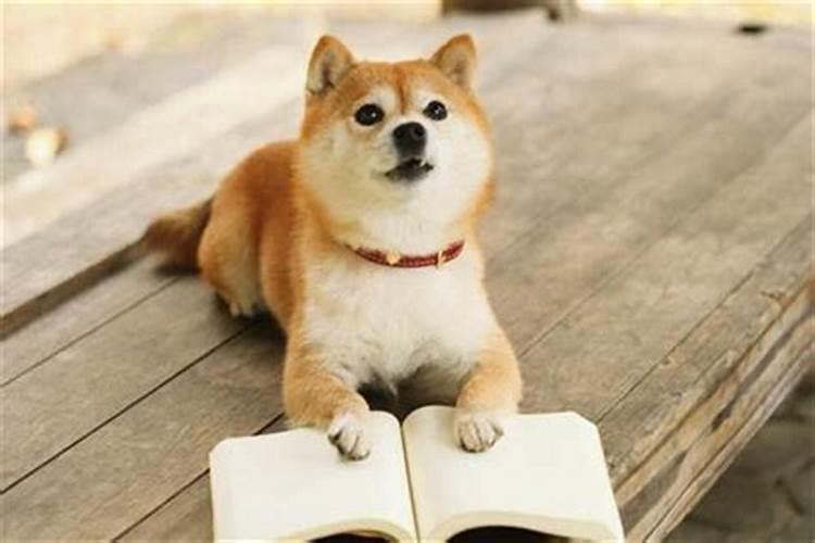 养狗会影响运势吗？