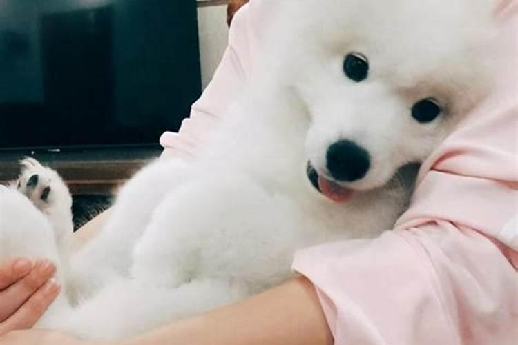 梦见狗朝自己叫什么意思 梦见狗朝自己叫好不好