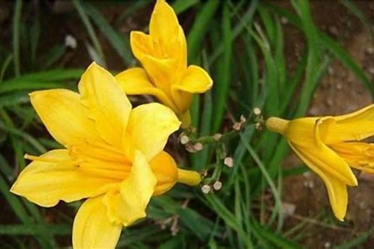 梦见黄花是什么意思