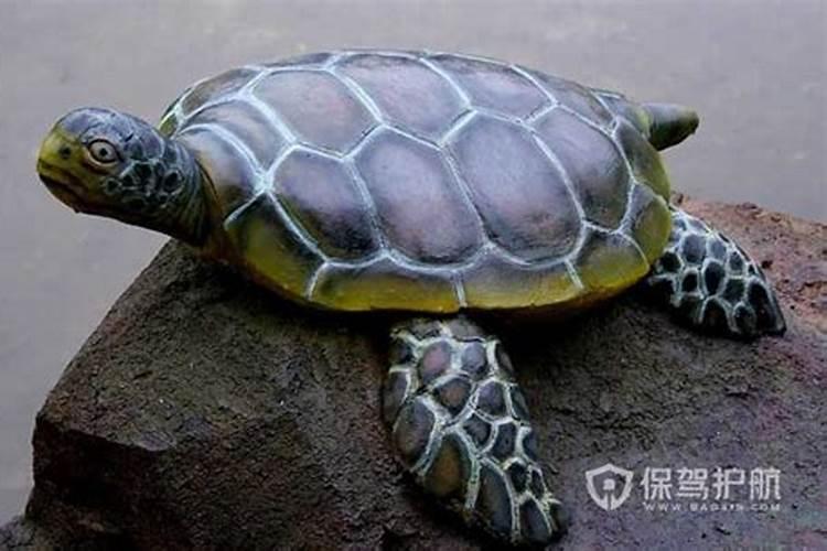 乌龟放在哪个方位最好
