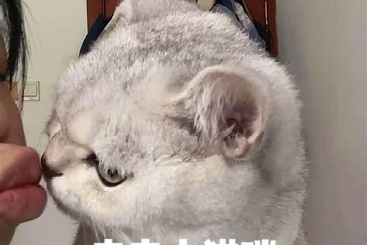 梦见被猫亲是什么意思？