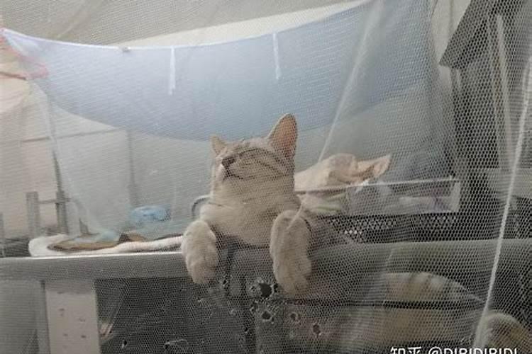 梦见猫亲我是什么意思？