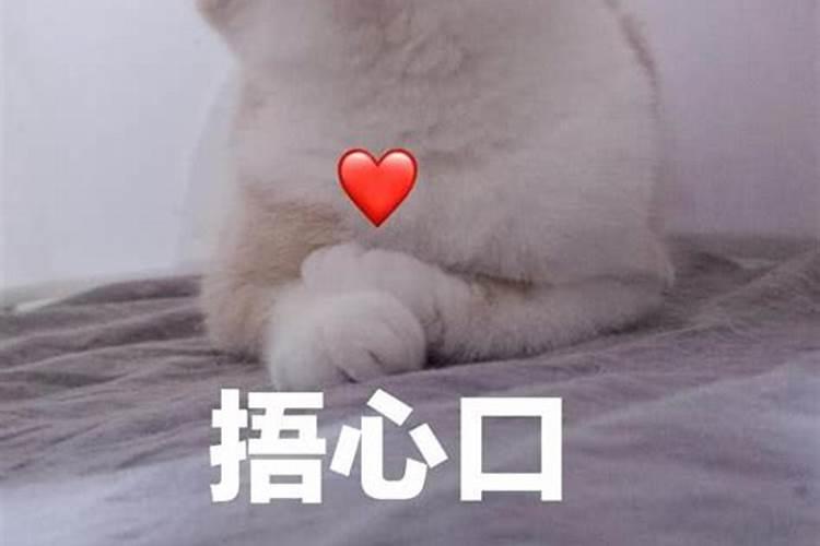 梦见猫亲我是什么意思