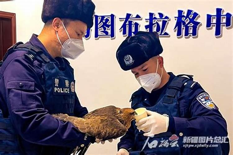 蚊子优秀作文