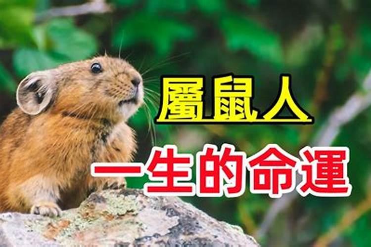 2025属鼠今年有一难 属鼠人2025年运势
