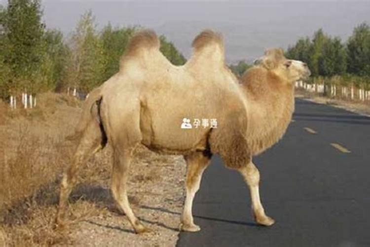 千山文殊菩萨在哪个殿
