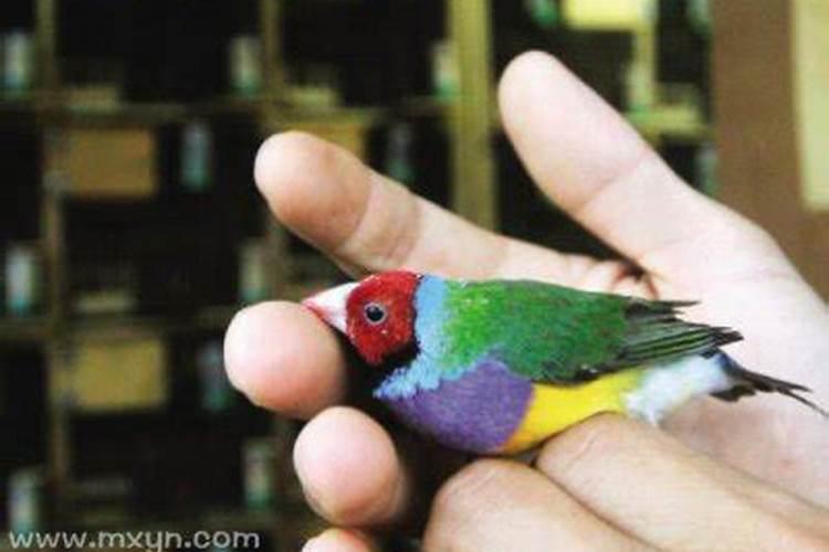 梦见鸟死了是什么预兆 梦见鸟死了什么意思