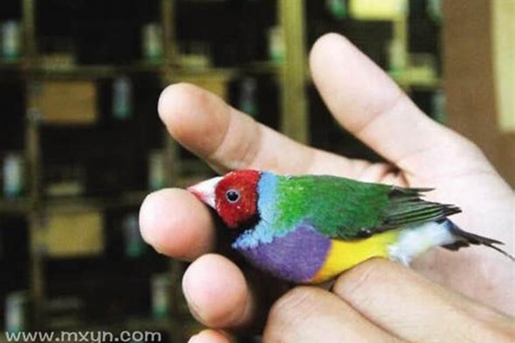 梦见鸟死了是什么意思
