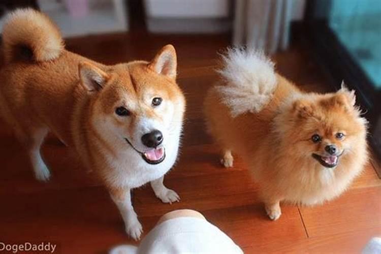 属狗人七零年阳历七月十五日生的二零一五年的命运如何面对