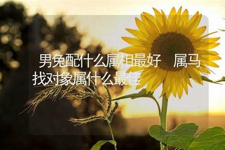 属马男和什么属相最配