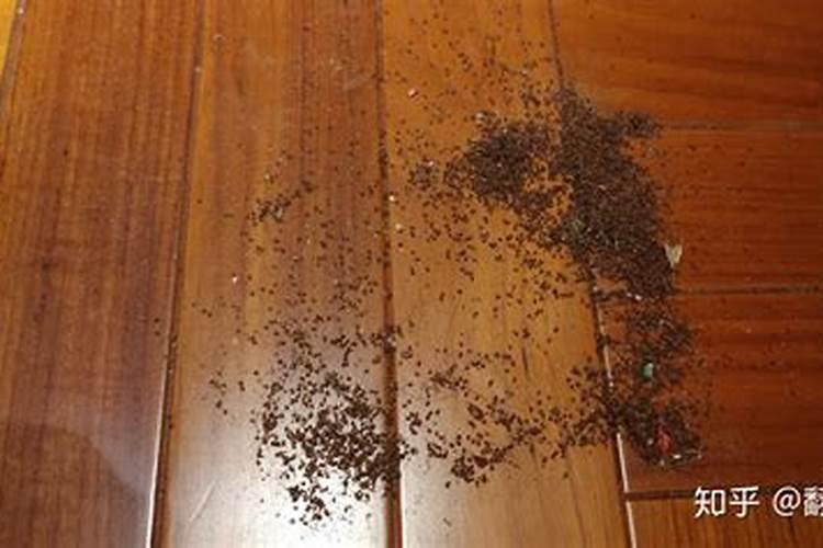 屋子里有毛毛虫爬进去这个地方风水行吗
