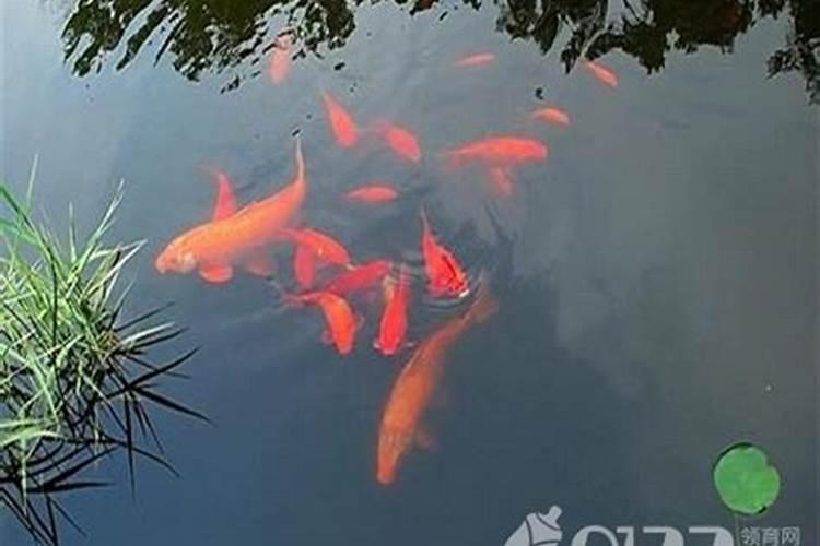 怀孕早期梦见鱼预示着什么