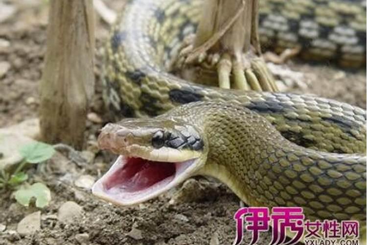 女人晚上做梦梦到蛇是什么意思 女人晚上睡觉梦见蛇含义